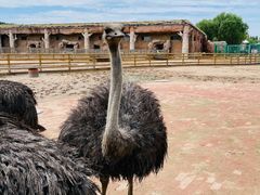 -鄂尔多斯野生动物园