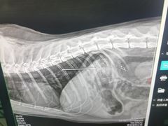 -暖阳宠物医院·犬猫康复中心·骨科