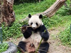 -广州长隆野生动物世界