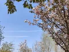 -古柏渡飞黄旅游区