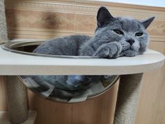 -屋虎猫馆(宝安大仟里店)