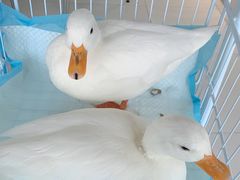 -怪兽屋·羊驼·猫咖·狗咖(俊华广场店)