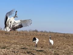 -盐城丹顶鹤湿地生态旅游区