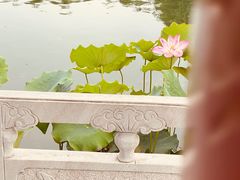-莲花池公园