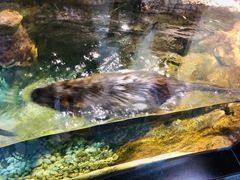 -迪拜水族馆及水下动物园