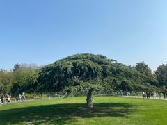 -红梅公园