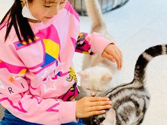 -飞行喵MR PILOT|猫舍·猫咖(静安大融城店)