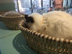 -怪兽屋·羊驼·猫咖·狗咖(俊华广场店)