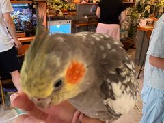 -吉丁鸟咖·异宠·寄养