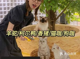 长沙探店|LetsGo一起来这里撸羊驼啦️
