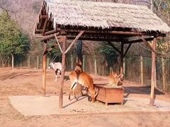-合肥野生动物园