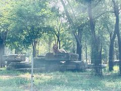 -秦皇岛野生动物园