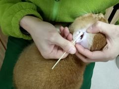 -瑞鹏宠物医院·猫科·宠保定点(梅溪湖分院)
