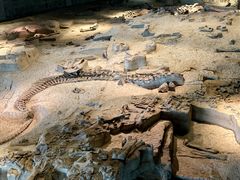 -自贡恐龙博物馆