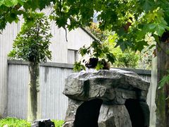 -卧龙中华大熊猫苑神树坪基地