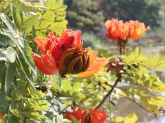 -中国科学院西双版纳热带植物园