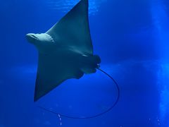 -珠海长隆海洋王国