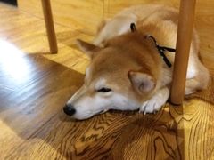 -柴务处·柴犬主题狗咖