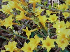 -浮山香苑