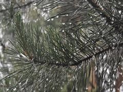 -黑龙江省森林植物园
