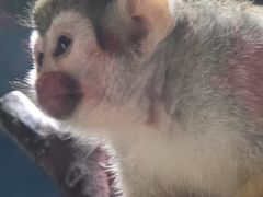 -贵州森林野生动物园