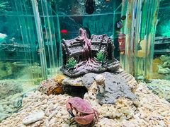 -太平洋海底世界