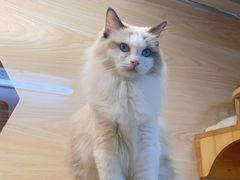 -猫宠乐园·专业洗护