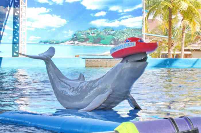 芭堤雅海豚乐园