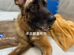 -北京派仕佳德动物医院·超导核磁·CT·神经科·骨科·内外科·急重症管理中心