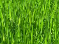 -成都市活水公园