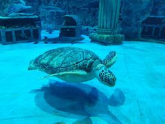 -芜湖新华联大白鲸海洋公园