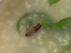 -三米粥铺(万松园店)