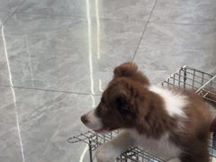 -pd派德宠物中心医院24H急重症·眼科中心·血液透析中心(嵩山北路店)