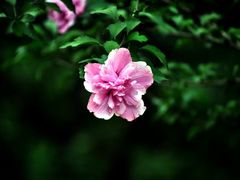 -松山湖梦幻百花洲