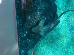 -暹罗海洋世界