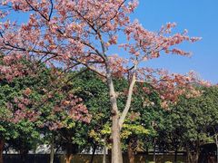 -风云岭森林公园