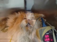 -宠爱国际动物医院· 猫科· 外科·中兽医(长白店)