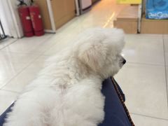 -翊宠yipet猫狗购宠庄园犬舍•猫舍