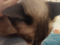 -Heymao猫咖.咖啡厅(东门店)