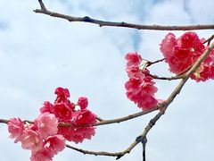 -绵阳盛世樱花悠乐谷