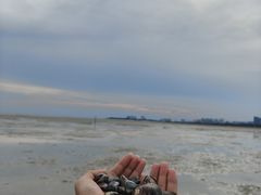 -红树林天天赶海