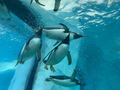 -珠海长隆海洋王国