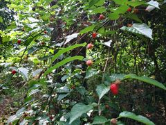 -素山寺森林公园