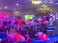 -中环花鸟鱼虫市场