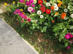 -光明小镇欢乐田园