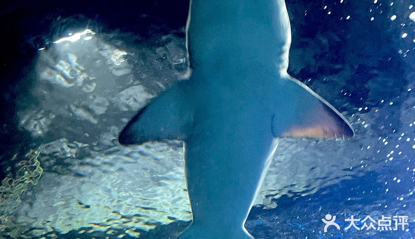 和美人鱼一起潜水啦