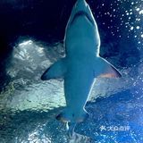 和美人鱼一起潜水啦