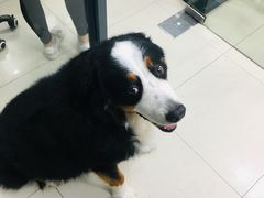 -申普宠物医院·眼科·心内科·影像科(普陀分院)