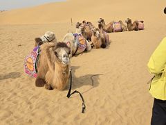 -银肯塔拉沙漠生态旅游景区