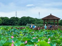 -荷塘月色湿地公园·向阳花洲